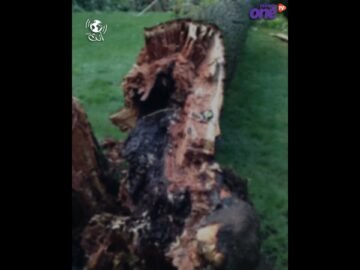 هالوين الطبيعة.. فطر ينمو على شكل أصابع زومبي