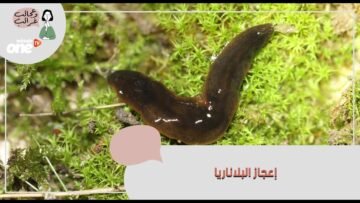 تعرف على البلاناريا وقدرتها الخارقة على إعادة تكوين جسمها