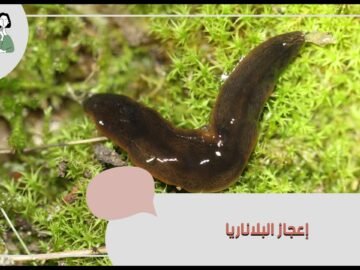 تعرف على البلاناريا وقدرتها الخارقة على إعادة تكوين جسمها