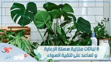8 نباتات منزلية سهلة الرعاية و تساعد على تنقية الهواء