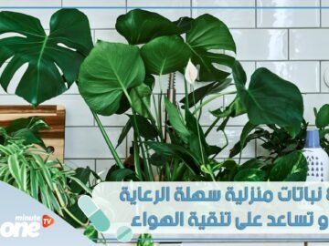 8 نباتات منزلية سهلة الرعاية و تساعد على تنقية الهواء