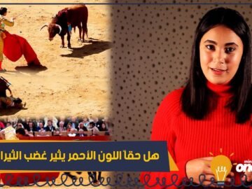 هل حقاً اللون الأحمر يثير غضب الثيران؟