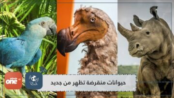 منها نحلة والاس العملاقة.. حيوانات منقرضة تظهر من جديد