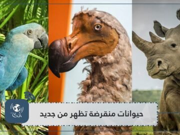 منها نحلة والاس العملاقة.. حيوانات منقرضة تظهر من جديد