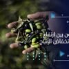 زيت الزيتون بين ارتفاع الأسعار وانخفاض الإنتاج