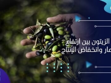 زيت الزيتون بين ارتفاع الأسعار وانخفاض الإنتاج