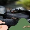 معلومات عن الأفاعى
