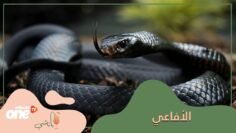 معلومات عن الأفاعى