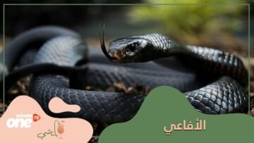 معلومات عن الأفاعى