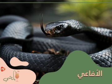 معلومات عن الأفاعى