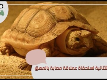 هل سبق و رأيت سلحفاة عملاقة مصابة بالمهق؟