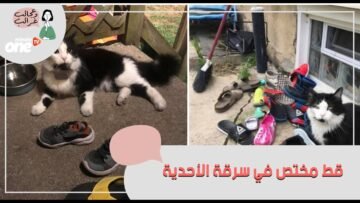 أغرب شكوى .. رجل يقدم بلاغ ضد قط في التشيلي