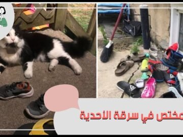 أغرب شكوى .. رجل يقدم بلاغ ضد قط في التشيلي