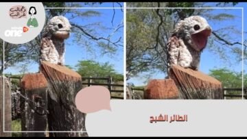 فيديو   امرأة توثق ظهور الطائر الشبح في كولومبيا