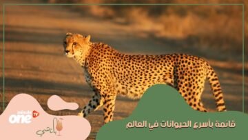 ليس الفهد في المرتبة الأولى كما نعتقد   قائمة بأسرع الحيوانات في العالم