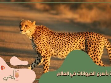 ليس الفهد في المرتبة الأولى كما نعتقد   قائمة بأسرع الحيوانات في العالم