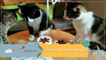 للحيوانات حظوظ.. مقهى للقطط في ولاية أميركية