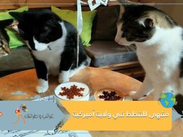 للحيوانات حظوظ.. مقهى للقطط في ولاية أميركية