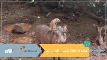 هاكونا ماتاتا..حين تتحول الأسطورة إلى واقع مثير