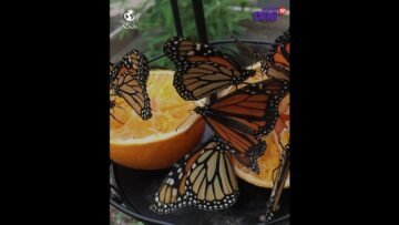 حديقة الفراشات Kaleidoscope Butterfly