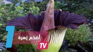 الجثة.. أضخم زهرة في العالم