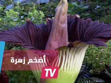 الجثة.. أضخم زهرة في العالم