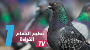 دراسة تظهر إمكانية تعليم الحمام القراءة