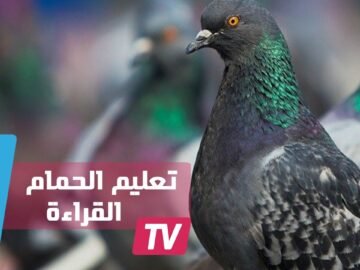 دراسة تظهر إمكانية تعليم الحمام القراءة