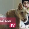 حقوق الحيوان دفعت فتاة سعودية لرعاية أسد مفترس في بيتها