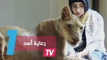 حقوق الحيوان دفعت فتاة سعودية لرعاية أسد مفترس في بيتها
