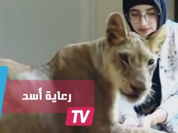حقوق الحيوان دفعت فتاة سعودية لرعاية أسد مفترس في بيتها
