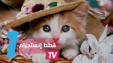 من عاطلة عن العمل إلى صاحبة قطط إنستجرام