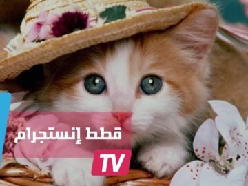 من عاطلة عن العمل إلى صاحبة قطط إنستجرام