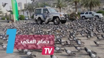 احذر من قتل حمامة الحرم المكي