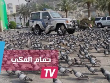 احذر من قتل حمامة الحرم المكي