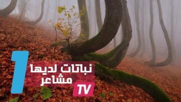 هل تصدق أن النباتات لديها مشاعر وصداقات وتعتني ببعضها كالأزواج؟