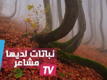 هل تصدق أن النباتات لديها مشاعر وصداقات وتعتني ببعضها كالأزواج؟