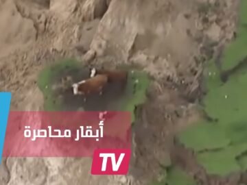 أبقار عالقة وسط زلزال نيوزيلندا