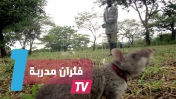 فئران مدربة للكشف عن الألغام