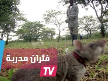 فئران مدربة للكشف عن الألغام