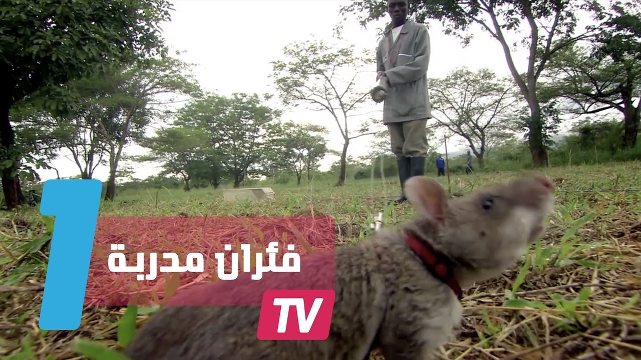 التحميل المسبق صورة