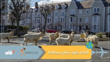 الماعز يغزو شوارع بريطانيا الفارغة بعد العزل المنزلي