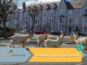 الماعز يغزو شوارع بريطانيا الفارغة بعد العزل المنزلي