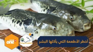 أسماك سامة وتوت بري.. أخطر أطعمة يأكلها البشر في العالم