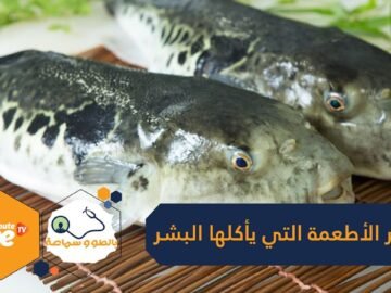 أسماك سامة وتوت بري.. أخطر أطعمة يأكلها البشر في العالم