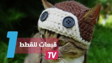 قبعات من الكروشيه مصنوعا خصيصا للقطط