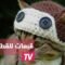 قبعات من الكروشيه مصنوعا خصيصا للقطط