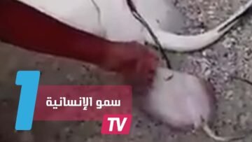 مشهد إنساني في لحظة ولادة سمكة الراي