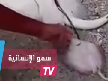 مشهد إنساني في لحظة ولادة سمكة الراي