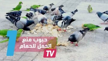 حبوب منع الحمل لحمام برشلونة بدل قرار الإعدام